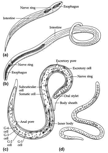 Anatomi dan Morfologi Nematoda, Kutikula nematoda, Hipodermis nematoda, otot nematoda, Sistem Pencernan Nematoda, Sistem Syaraf Nematoda, Sistem Ekskresi Nematoda, Sistem Reproduksi, Sistem reproduksi jantan pada nematoda, Sistem reproduksi betina pada nematoda, Molting nematoda, Larva nematoda, Larva Rhabditiform, Larva Filariform, Microfilaria, Fisiologi Nematoda