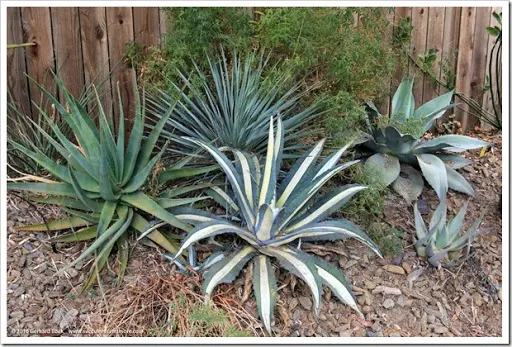 s induce got a hold off at the succulents together with other goodies growing exterior the fenced Succulents together with to a greater extent than inwards the front end yard, belatedly September 2016