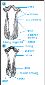  Reproduksi  Hewan 