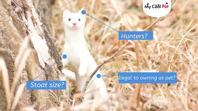 Stoat as a Pet
