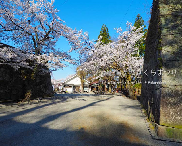 鶴ヶ城の桜がすごい！（1）北出丸〜本丸エリア