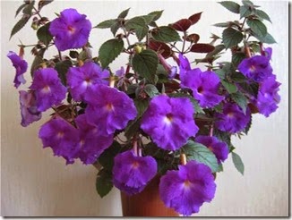 Achimenes pulcherrima
