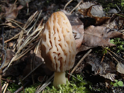 grzyby 2017, grzyby wiosenne, grzyby w kwietniu, workowce, Morchella conica smardz stożkowaty, Verpa bohemica naparstniczka czeska,  Mitrophora semilibera mitrówka półwolna, Verpa conica naparstniczka stożkowata, Gyromitra esculenta piestrzenica kasztanowata, 