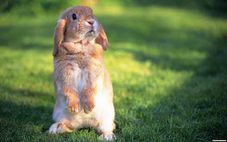  cute baby, Rabbits , bunny, photohgraphy