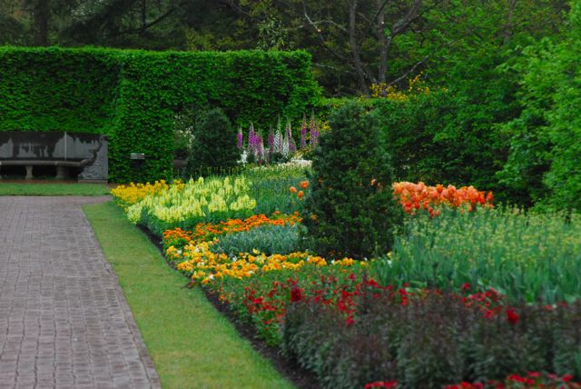 They seem to loosely follow the Jekyll color flow in these borders in most seasons. This photo shows it moving from reds through orange, yellow and white. The beech hedge and half-round seat are the end of the long border. 