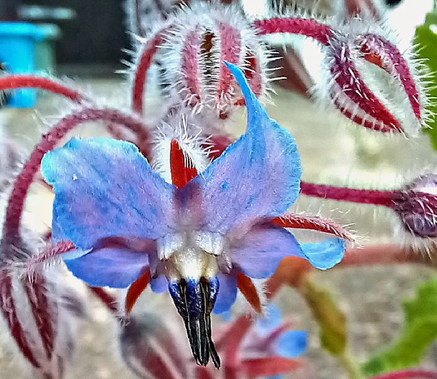 Borage plant