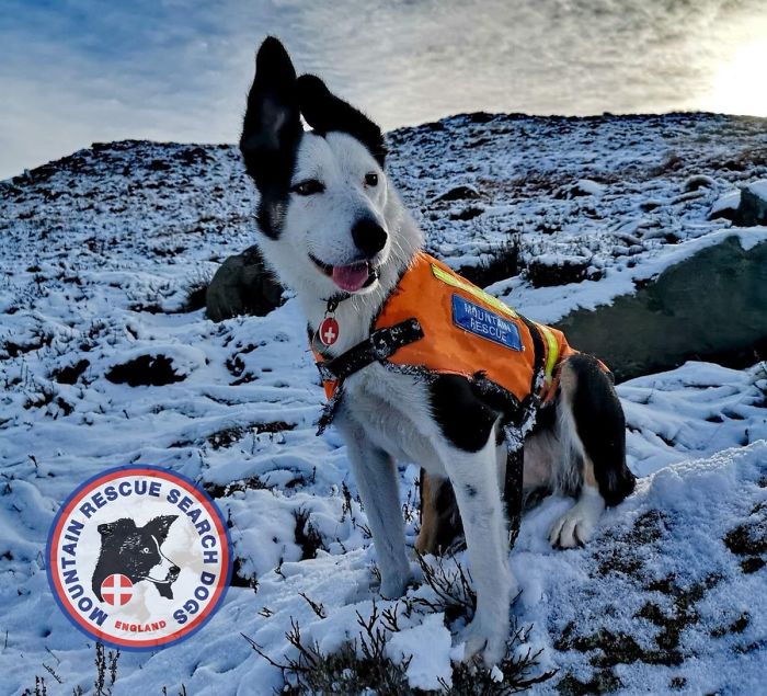 Heartwarming Video Of Mountain Rescue Dog Saving A Man Who Was Buried In Snow