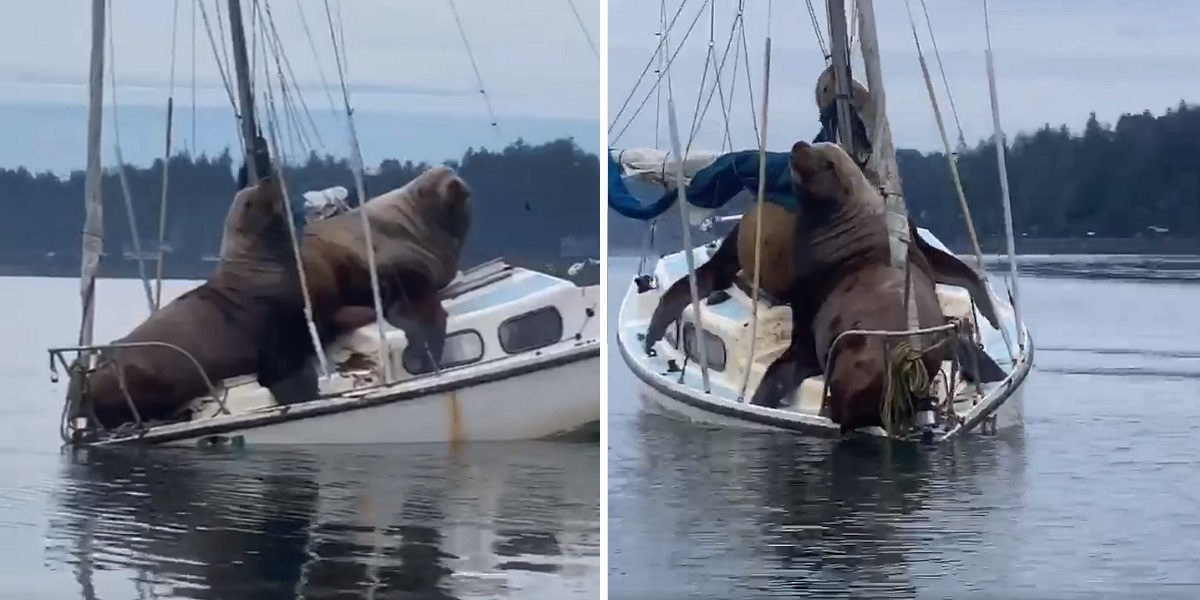 Two Massive Sea Lions 'Borrowed' Somebody's Boat