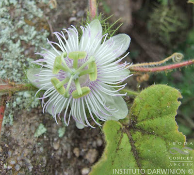 Mburucuyá miní (Passiflora foetida)