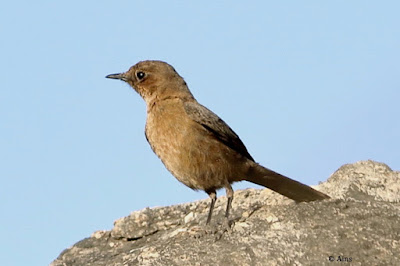 Brown Rock Chat
