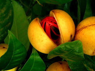 Nutmeg Fruit pictures