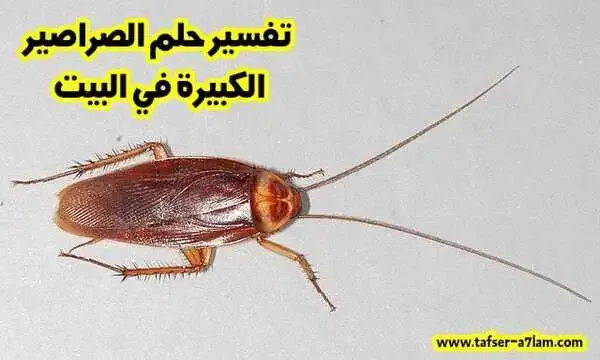 تفسير حلم الصراصير الكبيرة في البيت