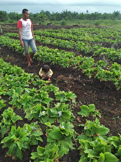   Cara Membuat Lahan Bedengan untuk Budidaya KENCUR. (Doc. Wahid Priyono, S.Pd.).