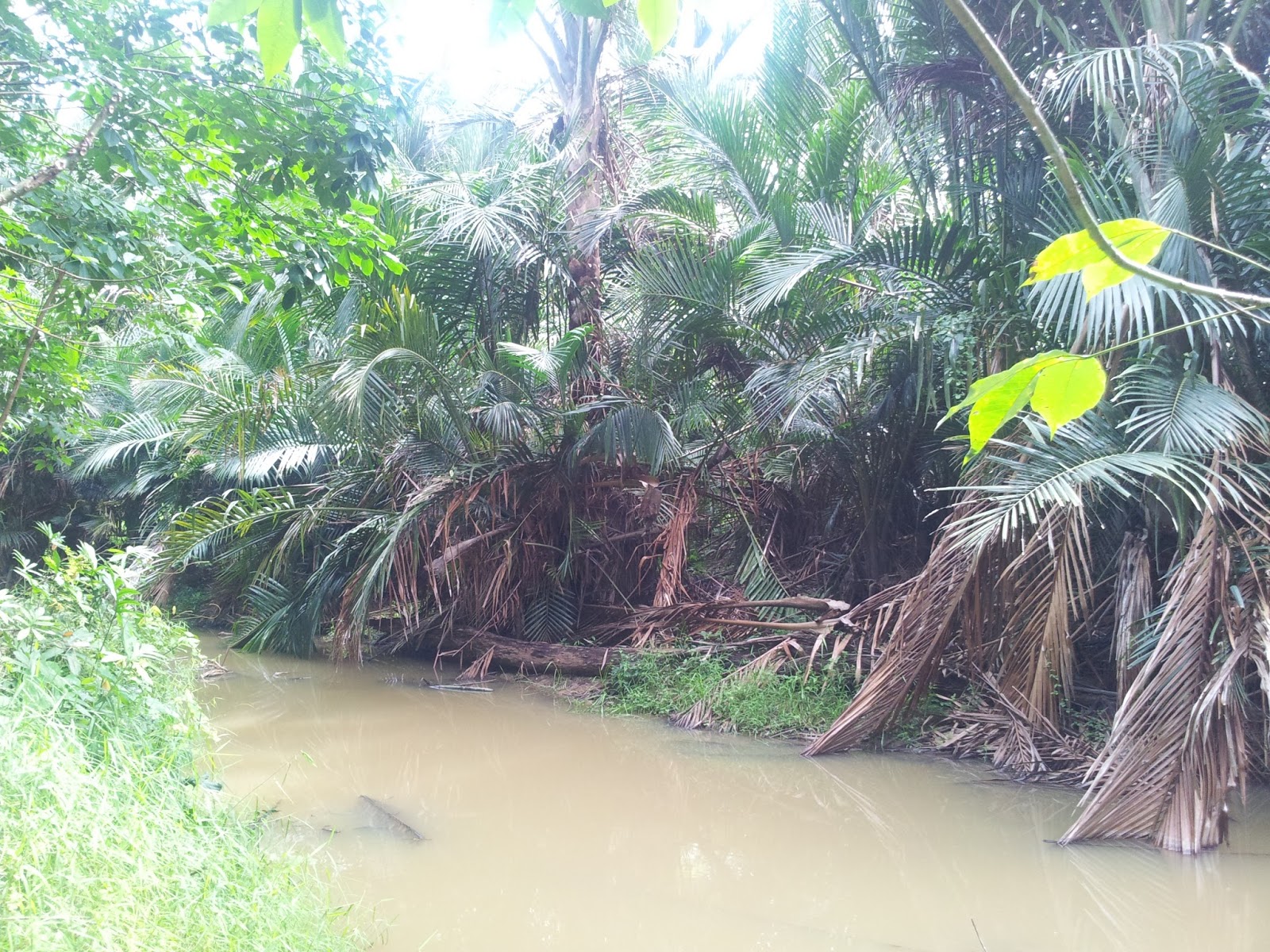 Belimbing Hilir: Sungai Kampung Belimbing Tidak Seindah Dulu
