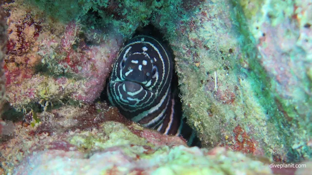 Menjelajahi Spot Snorkeling Terbaik di Pulau Gili