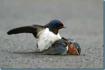 bird_death_die_true_love_animal2