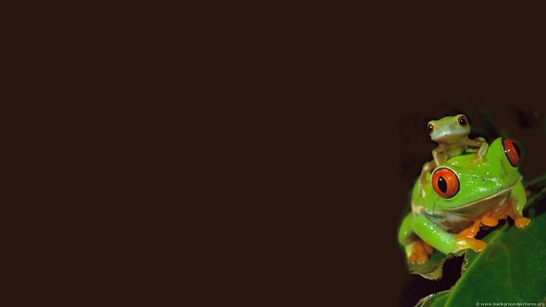 Frog HD Wallpaper 13