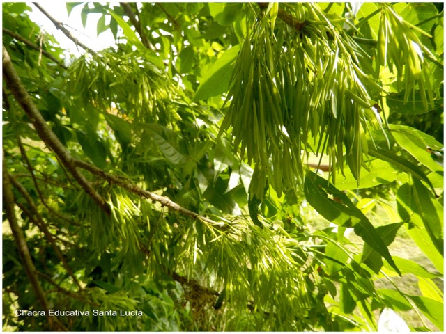 Fresnos con follaje de primavera - Chacra Educativa Santa Lucía