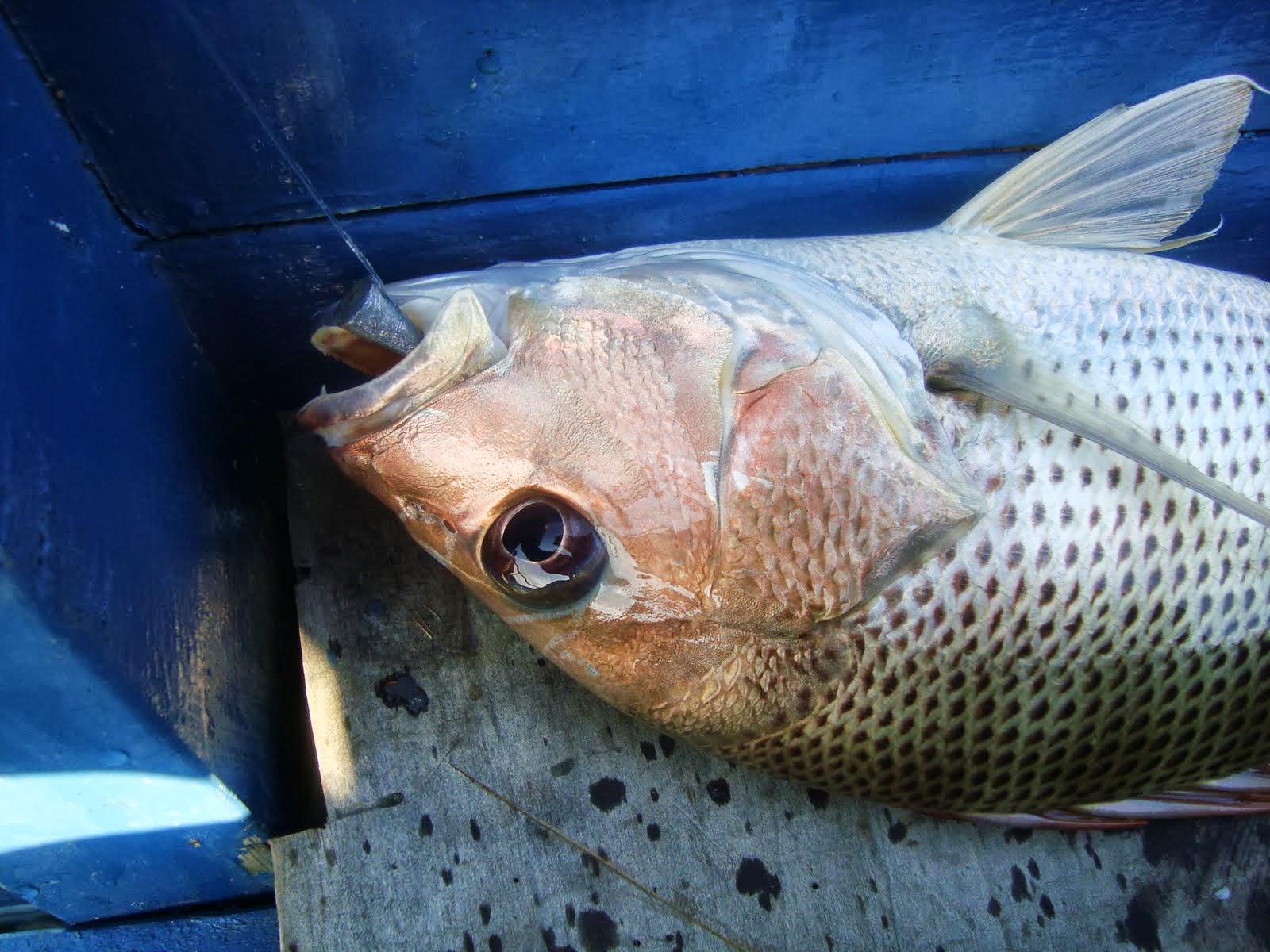 Gambar Ikan Bawal Hitam Dunia Binatang