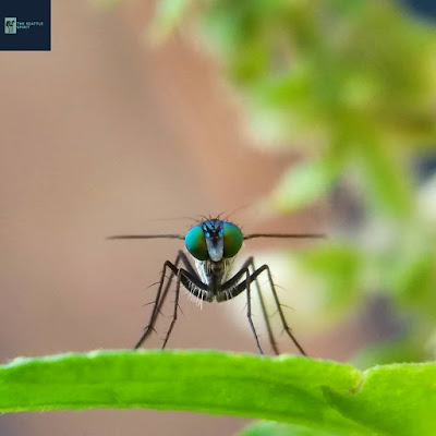 Condylostylus, tiny, green fly