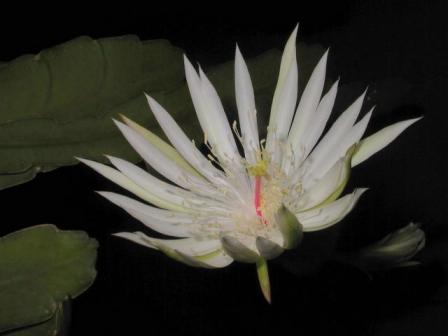 Pictures Of Beautiful Lotus Flowers