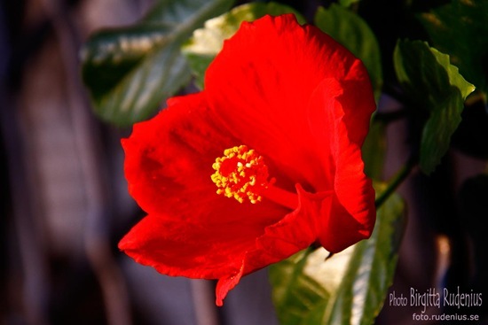 blom_20111009_hibiskus