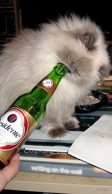 cat drink beer