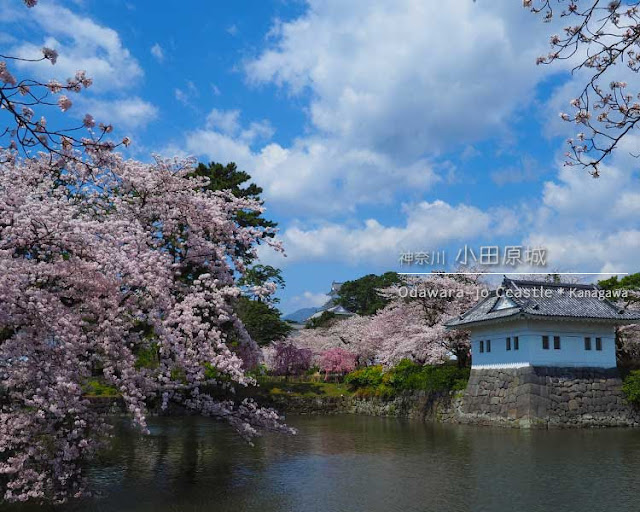 小田原城の桜：隅櫓