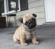 The cutest Pug puppy in the world. Ok, well I'm partial but I think little .