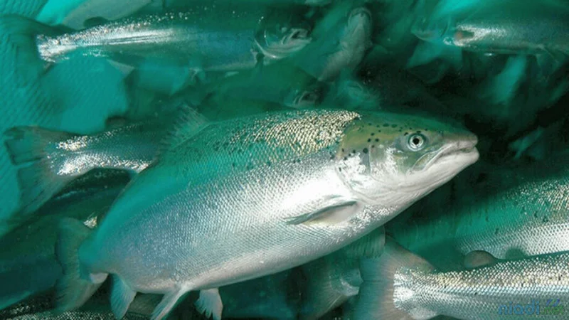 ciri-ciri dan manfaat ikan salmon