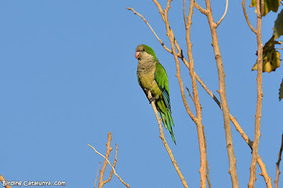 Cotorreta de pit gris (Myiopsitta monachus)