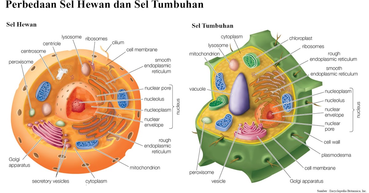 20 Perbedaan  Sel  Hewan  dan  Sel  Tumbuhan  Lengkap Tabel 