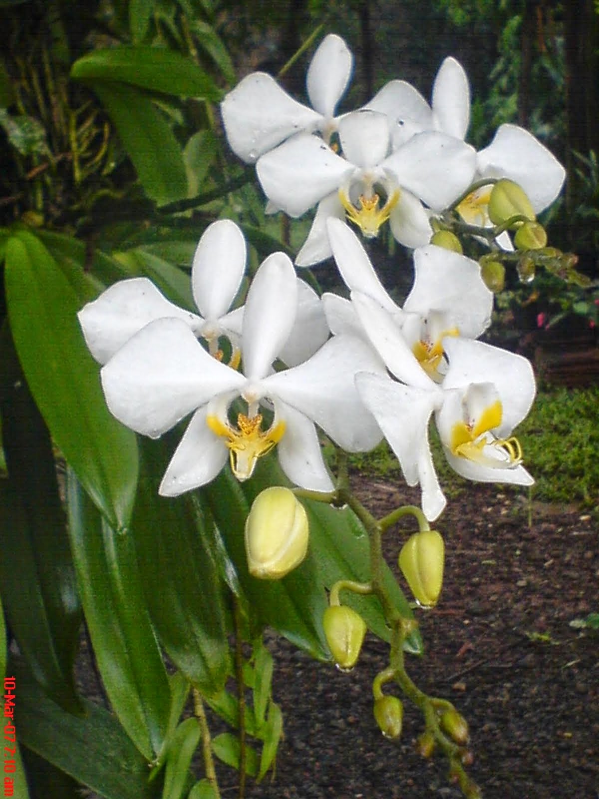 Klasifikasi dan deskripsi Anggrek  bulan Phalaenopsis 