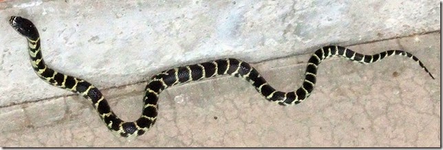 Juvenile kingsnake June 2012 6-28-2012 6-09-012