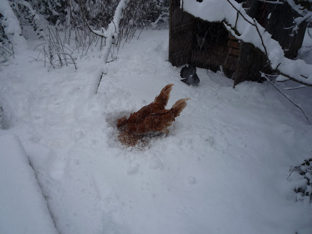 Chamois crested and bearded roosters cockerels in the snow