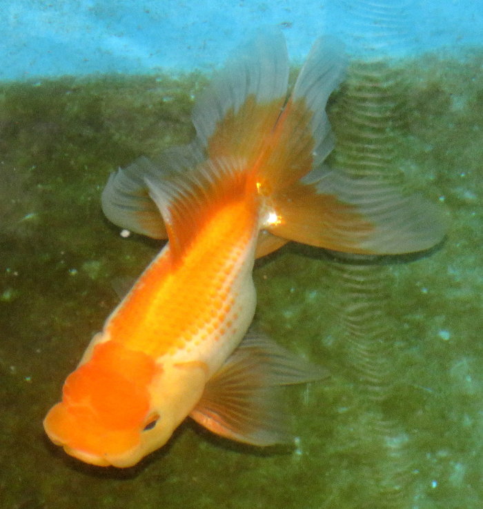 金魚快訊部落格goldfish Messages Blog 日本長首獅頭 Japan Oranda With Long Head