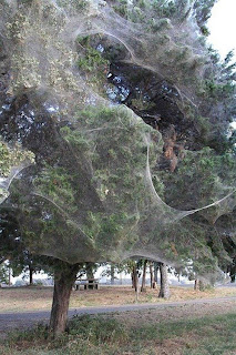 monster spider web