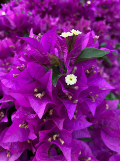 Bougainvillea