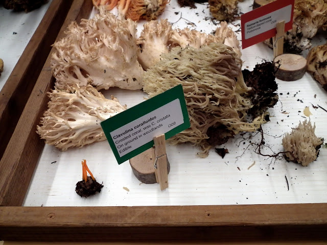 Clavulina Coralloides - edible mushrooms