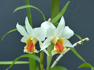 Dendrobium Precious Dawn