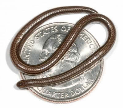 World's Smallest Snake