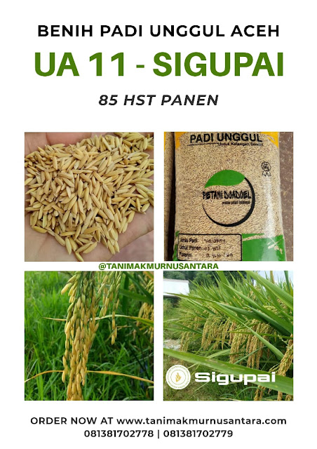 BENIH PADI UNGGUL GALUR LOKAL NUSANTARA
