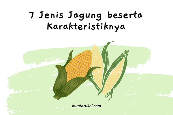 Jenis Jagung