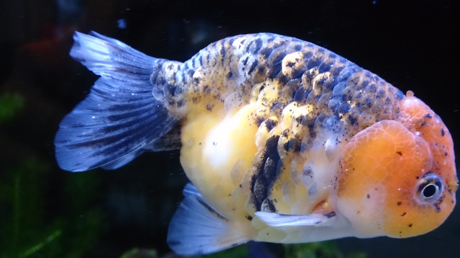 趣味の金魚アクアリウム 金魚の白点病を治す