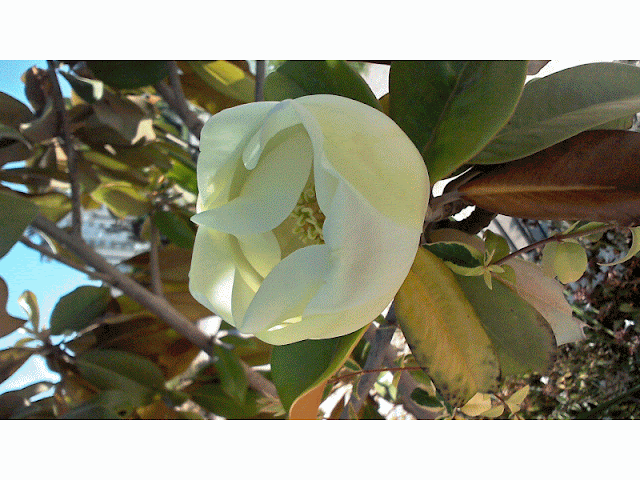 flower white 