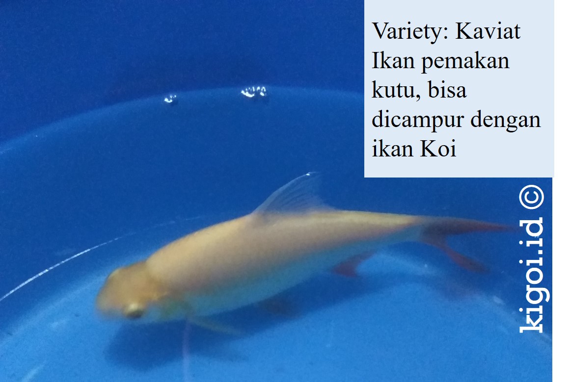 82 Desain Aquarium Ikan Mas Koki Terbaru