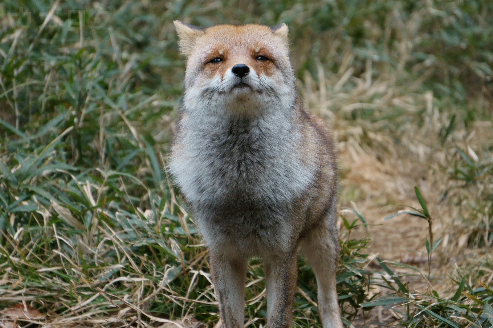 カガログ リアルけものフレンズ アカギツネ キタキツネ ギンギツネちゃん