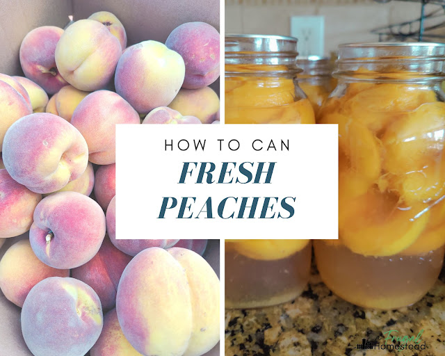 By following these secrets, you'll learn how to can peaches perfectly every time.