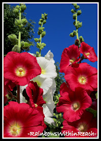 photo of: Red, White and Blue in Nature: Hollyhocks against a Brilliant Blue Sky