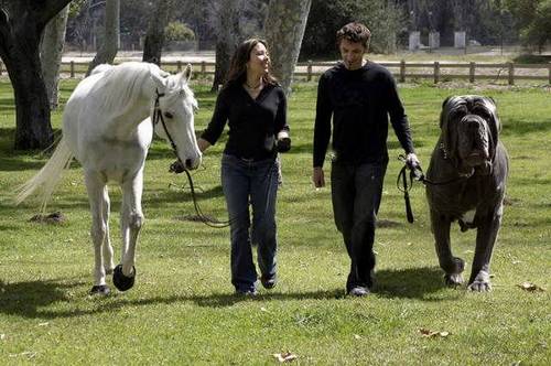 largest dog in world. largest dog in world.